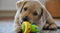 Dog products