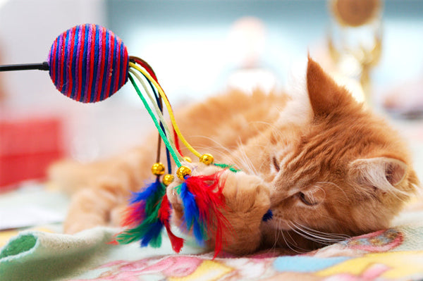 Cat Products Collection